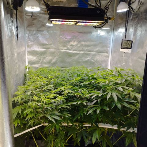 Las negras growlog photo: las plantas despues de 3 semanas de no haberlas podado y sin ningun entrenamiento.