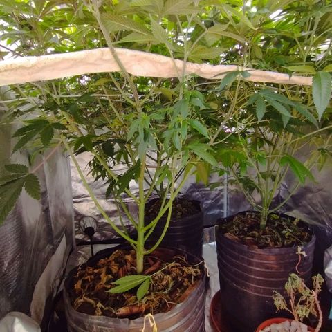 Las negras growlog photo: las plantas despues de 3 semanas de no haberlas podado y sin ningun entrenamiento.
