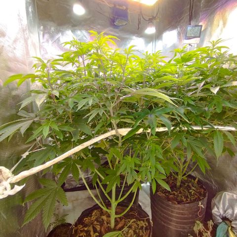 Las negras growlog photo: las plantas despues de 3 semanas de no haberlas podado y sin ningun entrenamiento.
