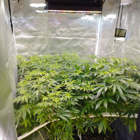 Las negras growlog photo: las plantas despues de 3 semanas de no haberlas podado y sin ningun entrenamiento.