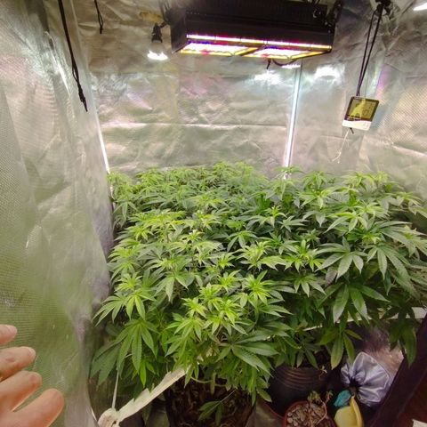 Las negras growlog photo: las plantas despues de 3 semanas de no haberlas podado y sin ningun entrenamiento.