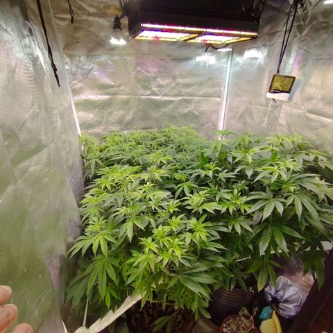 Las negras growlog photo: las plantas despues de 3 semanas de no haberlas podado y sin ningun entrenamiento.