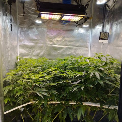 Las negras growlog photo: las plantas despues de 3 semanas de no haberlas podado y sin ningun entrenamiento.