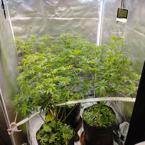 Las negras growlog photo: las negras después de poda de hojas pantalla, poda de bajos, FIM y algun acomode en la red.