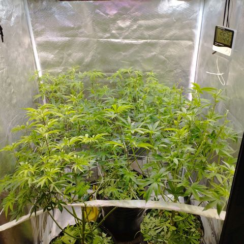 Las negras growlog photo: las negras después de poda de hojas pantalla, poda de bajos, FIM y algun acomode en la red.