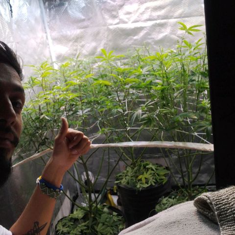Las negras growlog photo: las negras después de poda de hojas pantalla, poda de bajos, FIM y algun acomode en la red.