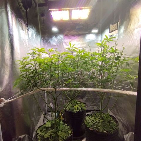 Las negras growlog photo: las negras después de poda de hojas pantalla, poda de bajos, FIM y algun acomode en la red.