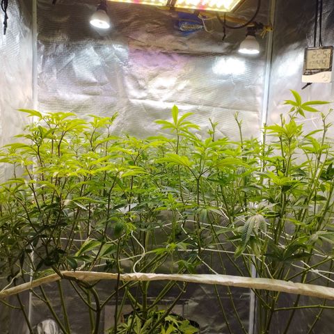 Las negras growlog photo: las negras después de poda de hojas pantalla, poda de bajos, FIM y algun acomode en la red.