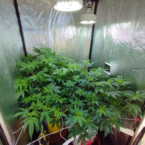 Las frutas  growlog photo: despues de 3 semanas de crecimiento descontrolado