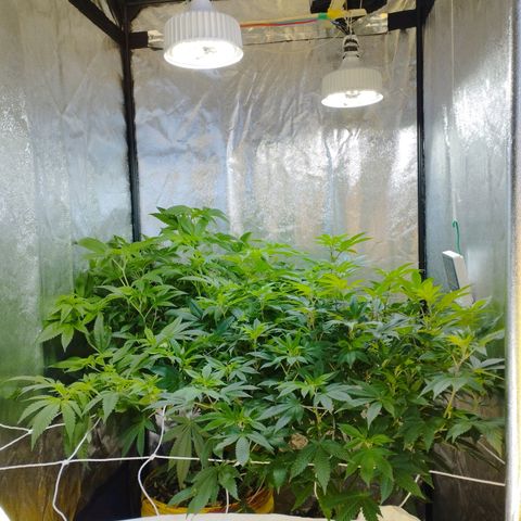 Las frutas  growlog photo: despues de 3 semanas de crecimiento descontrolado