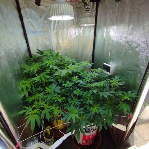 Las frutas  growlog photo: despues de 3 semanas de crecimiento descontrolado