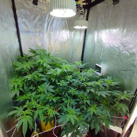 Las frutas  growlog photo: despues de 3 semanas de crecimiento descontrolado