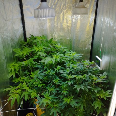 Las frutas  growlog photo: despues de 3 semanas de crecimiento descontrolado
