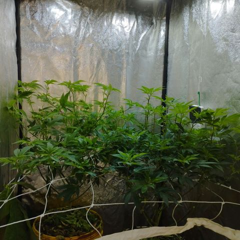 Las frutas  growlog photo: las frutas depues de la poda de bajos, hojas pantalla y FIM en alguna punta