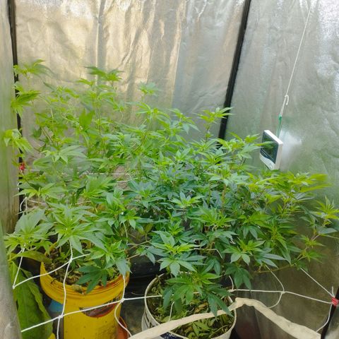 Las frutas  growlog photo: las frutas depues de la poda de bajos, hojas pantalla y FIM en alguna punta