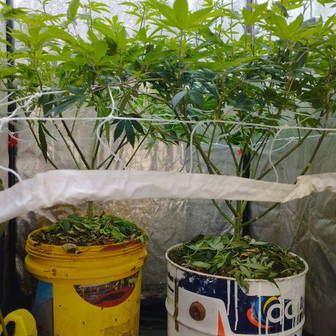 Las frutas  growlog photo: las frutas depues de la poda de bajos, hojas pantalla y FIM en alguna punta