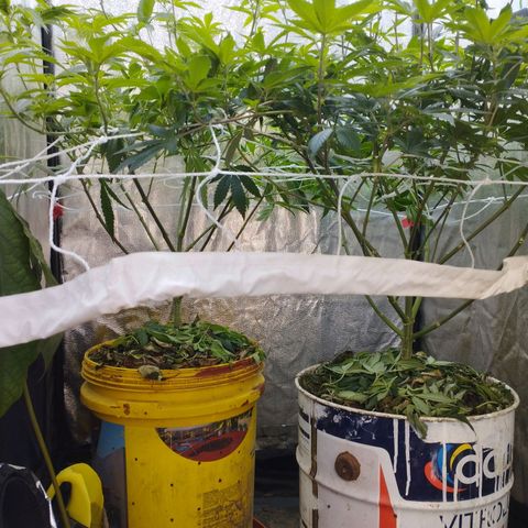 Las frutas  growlog photo: las frutas depues de la poda de bajos, hojas pantalla y FIM en alguna punta