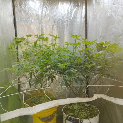 Las frutas  growlog photo: las frutas depues de la poda de bajos, hojas pantalla y FIM en alguna punta
