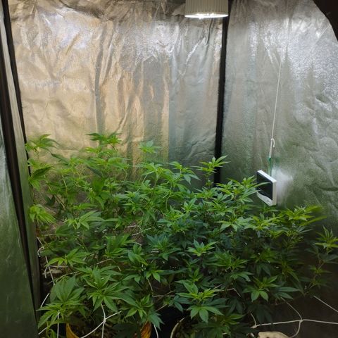 Las frutas  growlog photo: las frutas depues de la poda de bajos, hojas pantalla y FIM en alguna punta