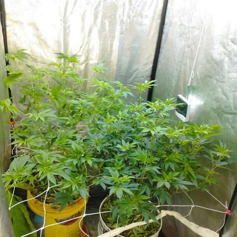 Las frutas  growlog photo: las frutas depues de la poda de bajos, hojas pantalla y FIM en alguna punta