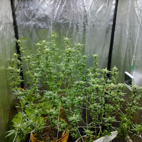 Las frutas  growlog photo: no llego a la foto la planta con las hojas panel, pero así quedaron despues de la poda al dia 21