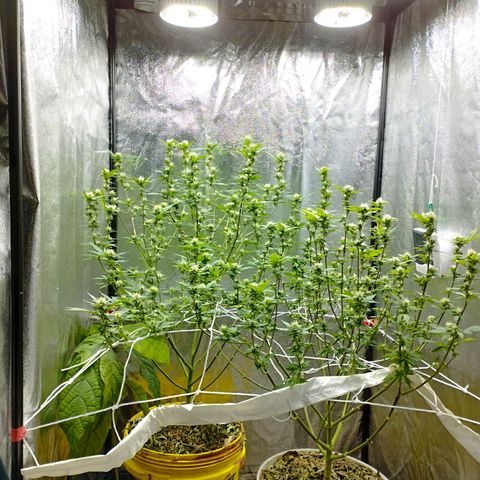 Las frutas  growlog photo: no llego a la foto la planta con las hojas panel, pero así quedaron despues de la poda al dia 21