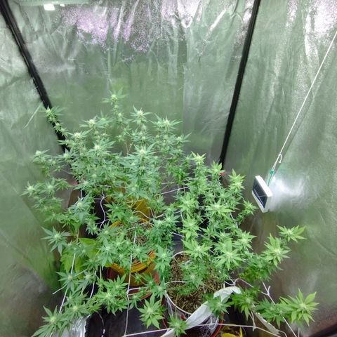 Las frutas  growlog photo: no llego a la foto la planta con las hojas panel, pero así quedaron despues de la poda al dia 21