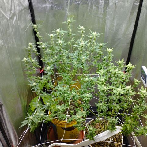 Las frutas  growlog photo: no llego a la foto la planta con las hojas panel, pero así quedaron despues de la poda al dia 21