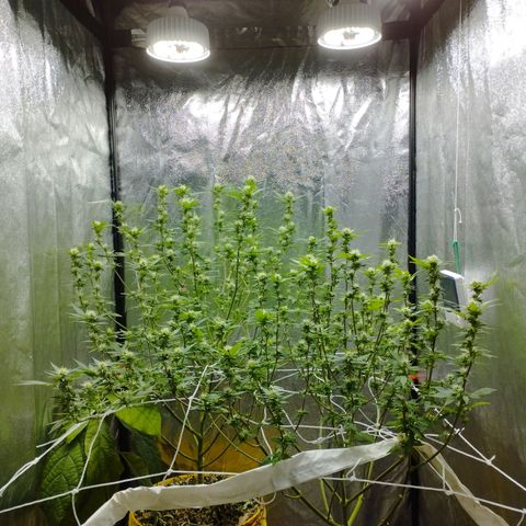 Las frutas  growlog photo: no llego a la foto la planta con las hojas panel, pero así quedaron despues de la poda al dia 21