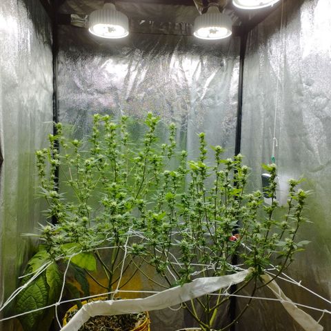 Las frutas  growlog photo: no llego a la foto la planta con las hojas panel, pero así quedaron despues de la poda al dia 21