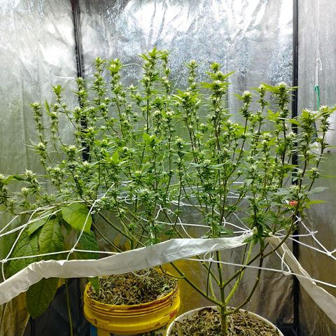 Las frutas  growlog photo: no llego a la foto la planta con las hojas panel, pero así quedaron despues de la poda al dia 21