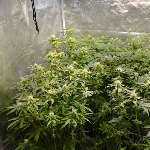 Las negras growlog photo: las negras antes, y una en el durante la poda de hojas panel y ramas inferiores