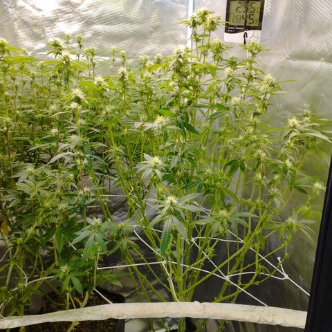 Las negras growlog photo: las negras antes, y una en el durante la poda de hojas panel y ramas inferiores