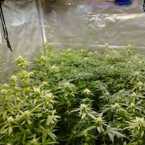 Las negras growlog photo: las negras antes, y una en el durante la poda de hojas panel y ramas inferiores
