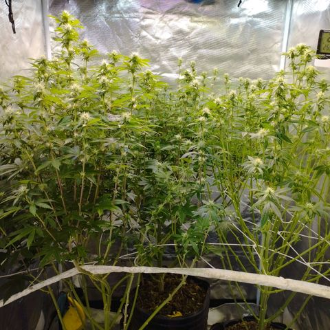 Las negras growlog photo: las negras antes, y una en el durante la poda de hojas panel y ramas inferiores