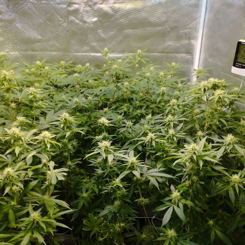 Las negras growlog photo: las negras antes, y una en el durante la poda de hojas panel y ramas inferiores
