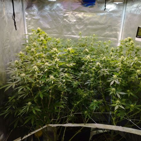 Las negras growlog photo: las negras antes, y una en el durante la poda de hojas panel y ramas inferiores