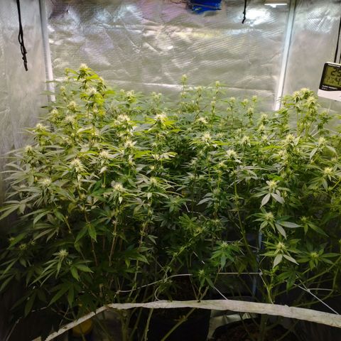 Las negras growlog photo: las negras antes, y una en el durante la poda de hojas panel y ramas inferiores