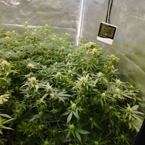 Las negras growlog photo: las negras antes, y una en el durante la poda de hojas panel y ramas inferiores