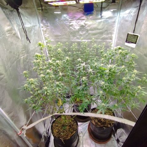 Las negras growlog photo: las negras después de la poda de hojas panel y ramas inferiores