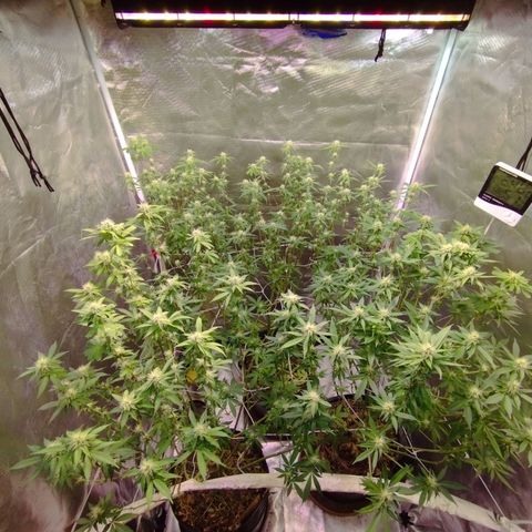 Las negras growlog photo: las negras después de la poda de hojas panel y ramas inferiores