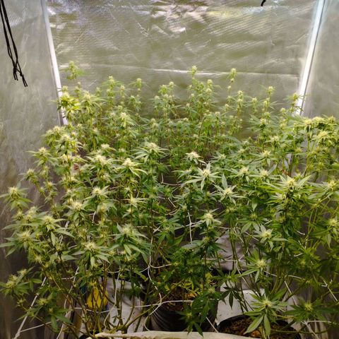 Las negras growlog photo: las negras después de la poda de hojas panel y ramas inferiores