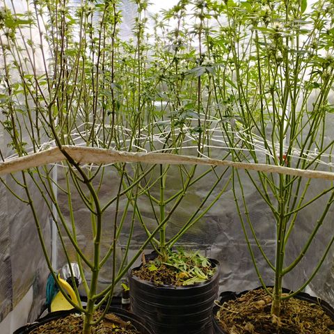 Las negras growlog photo: las negras después de la poda de hojas panel y ramas inferiores