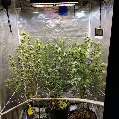 Las negras growlog photo: las negras después de la poda de hojas panel y ramas inferiores