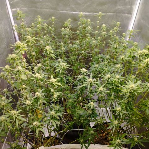 Las negras growlog photo: las negras después de la poda de hojas panel y ramas inferiores
