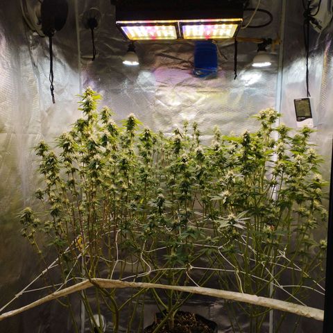 Las negras growlog timeline photo
