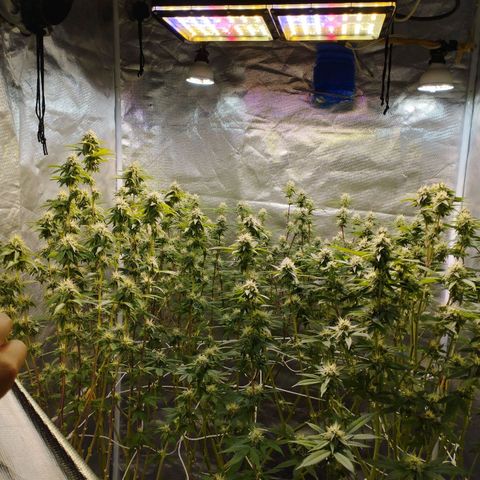 Las negras growlog timeline photo
