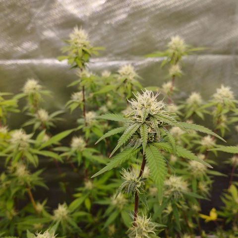 Las negras growlog timeline photo