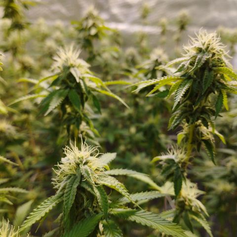 Las negras growlog timeline photo