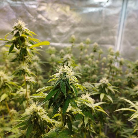 Las negras growlog timeline photo
